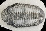 Drotops Trilobite With White Patina - Great Eyes! #153964-2